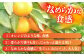 みかん 柑橘 果物 くだもの フルーツ 季節限定 数量限定 温州みかん ミカン 先行予約