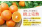 みかん 柑橘 果物 くだもの フルーツ 季節限定 数量限定 温州みかん ミカン 先行予約