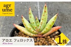【数量限定】 Aloe ferox　アロエ フェロックス 1株 長与町/アグリューム [EAI119] 観葉植物 多肉植物 苗 植物 アロエ あろえ インテリア
