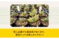観葉植物 多肉植物 苗 植物 アロエ あろえ インテリア