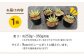 観葉植物 多肉植物 苗 植物 アロエ あろえ インテリア