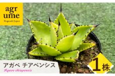 Agave chiapensis　アガベ チアペンシス 1株 長与町/アグリューム [EAI121] 観葉植物 多肉植物 苗 植物 アガベ あがべ インテリア