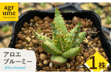【数量限定】 Aloe broomii　アロエ ブルーミー 1株 長与町/アグリューム [EAI120] 観葉植物 多肉植物 苗 植物 アロエ あろえ インテリア