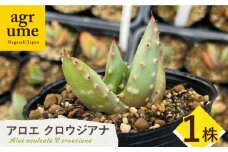 【数量限定】 Aloe aculeata V crousiana　アロエ クロウジアナ 1株 長与町/アグリューム [EAI122] 観葉植物 多肉植物 苗 植物 アロエ あろえ インテリア