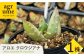 観葉植物 多肉植物 苗 植物 アロエ あろえ インテリア