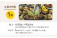 観葉植物 多肉植物 苗 植物 アロエ あろえ インテリア