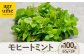 ミント みんと ハーブ はーぶ ハーブティー