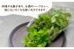 ミント みんと ハーブ はーぶ ハーブティー