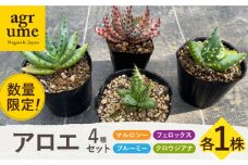 【数量限定】アロエ4種セット （ブルーミー・フェロックス・クロウジアナ・マルロシー） 長与町/アグリューム [EAI129] アロエ セット あろえ 植物 グリーン