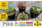 アロエ セット あろえ 植物 グリーン