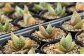 アロエ セット あろえ 植物 グリーン