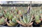 アロエ セット あろえ 植物 グリーン