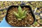 アロエ セット あろえ 植物 グリーン