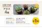 アロエ セット あろえ 植物 グリーン