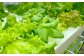 新鮮 野菜 サラダ さらだ セット 詰め合わせ