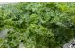 新鮮 野菜 サラダ さらだ セット 詰め合わせ