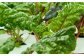 新鮮 野菜 サラダ さらだ セット 詰め合わせ