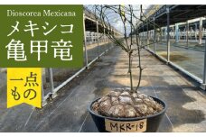Dioscorea Mexicana メキシコ亀甲竜 （個体番号MKR-18） 長与町/アグリューム [EAI143]