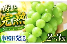 シャインマスカット【2025予約 2025年9月～10月頃発送】ご家庭用シャインマスカット 1.2kg前後（2～3房）長与町/果豊園 [ECL005] しゃいんますかっと シャインマスカット 先行予約 あまいシャインマスカット 2025予約 大粒 1.2kg 果物 くだもの フルーツ ぶどう 葡萄 旬 大きい 人気 ブドウ マスカット