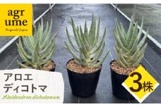 アロエ ディコトマ 3株 Aloidendron dichotomum（Aloe dichotoma）長与町／アグリューム [EAI145]