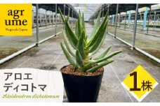 アロエ ディコトマ 1株 長与町／アグリューム Aloidendron dichotomum（Aloe dichotoma） [EAI138]