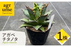 Agave titanota アガベ チタノタ 1株 長与町/アグリューム [EAI151]