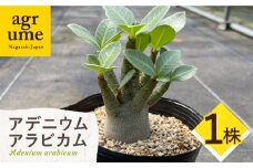 Adenium arabicum アデニウム アラビカム １株 長与町/アグリューム [EAI156]