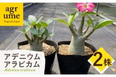 Adenium arabicum アデニウム アラビカム 2株 長与町/アグリューム [EAI157]