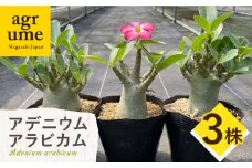 Adenium arabicum アデニウム アラビカム 3株 長与町/アグリューム [EAI158]