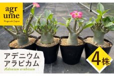 Adenium arabicum アデニウム アラビカム 4株 長与町/アグリューム [EAI159]
