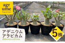 Adenium arabicum アデニウム アラビカム 5株 長与町/アグリューム [EAI160]