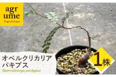 Operculicarya pachypus オペルクリカリア パキプス １株 長与町/アグリューム [EAI161]