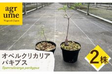 Operculicarya pachypus オペルクリカリア パキプス ２株 長与町/アグリューム [EAI162]