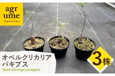 Operculicarya pachypus オペルクリカリア パキプス 3株 長与町/アグリューム [EAI163]