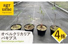 Operculicarya pachypus オペルクリカリア パキプス 4株 長与町/アグリューム [EAI164]