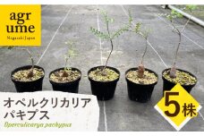 Operculicarya pachypus オペルクリカリア パキプス 5株 長与町/アグリューム [EAI165]