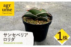 サンセベリア ロリダ Sansevieria rorida 1株 長与町/アグリューム [EAI166]