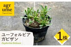 ユーフォルビア 峨眉山（ガビザン）Euphorbia Gabisan １株 長与町/アグリューム [EAI171]