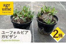 ユーフォルビア 峨眉山（ガビザン）Euphorbia Gabisan ２株 長与町/アグリューム [EAI172]