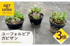 ユーフォルビア 峨眉山（ガビザン）Euphorbia Gabisan 3株 長与町/アグリューム [EAI173]