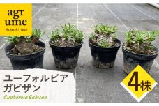 ユーフォルビア 峨眉山（ガビザン）Euphorbia Gabisan 4株 長与町/アグリューム [EAI174]