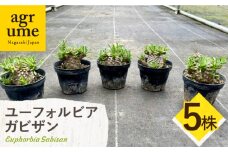 ユーフォルビア 峨眉山（ガビザン）Euphorbia Gabisan 5株 長与町/アグリューム [EAI175]