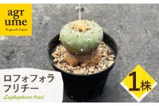 ロフォフォラ 銀冠玉 Lophophora fricii １株 長与町/アグリューム [EAI176]
