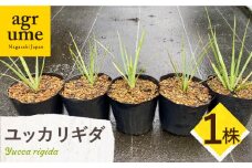 Yucca rigida ユッカ リギダ 1株 長与町/アグリューム [EAI183]