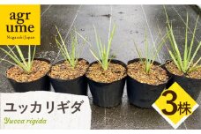 Yucca rigida ユッカ リギダ 3株 長与町/アグリューム [EAI184]
