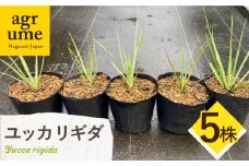 Yucca rigida ユッカ リギダ 5株 長与町/アグリューム [EAI185]