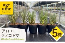 アロエ ディコトマ 5株 Aloidendron dichotomum（Aloe dichotoma）長与町/アグリューム [EAI192]