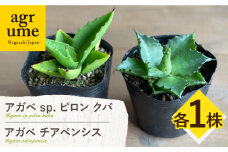 アガベ sp. ピロン クバ & アガベ チアペンシス 各1株 Agave sp pilon kuba & Agave chiapensis 長与町/アグリューム [EAI196]