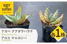 アガベ グアダラハラナ & アロエ マルロシー 各1株 Agave guadalajarana & Aloe marlothii 長与町/アグリューム [EAI201]
