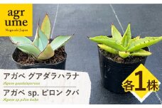 アガベ グアダラハラナ & アガベ sp. ピロン クバ 各1株 Agave guadalajarana & Agave sp pilon kuba 長与町/アグリューム [EAI202]